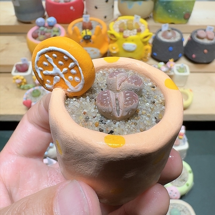 红陶蘑菇775橄榄