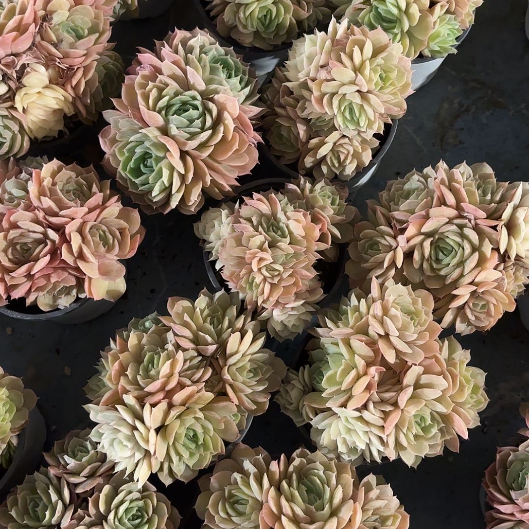 多肉植物啦啦啦啦啦