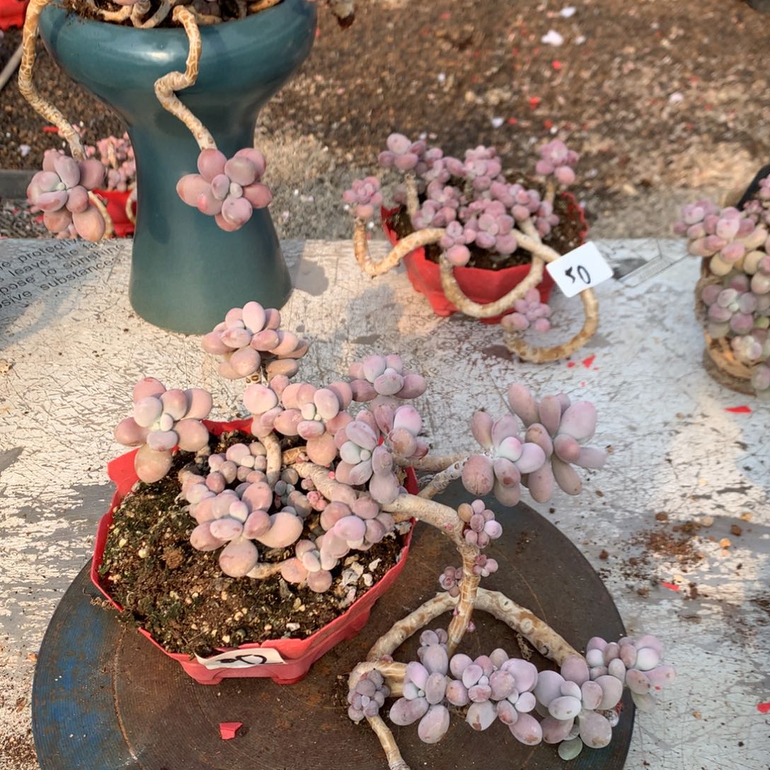 桃蛋老桩不带盆52号