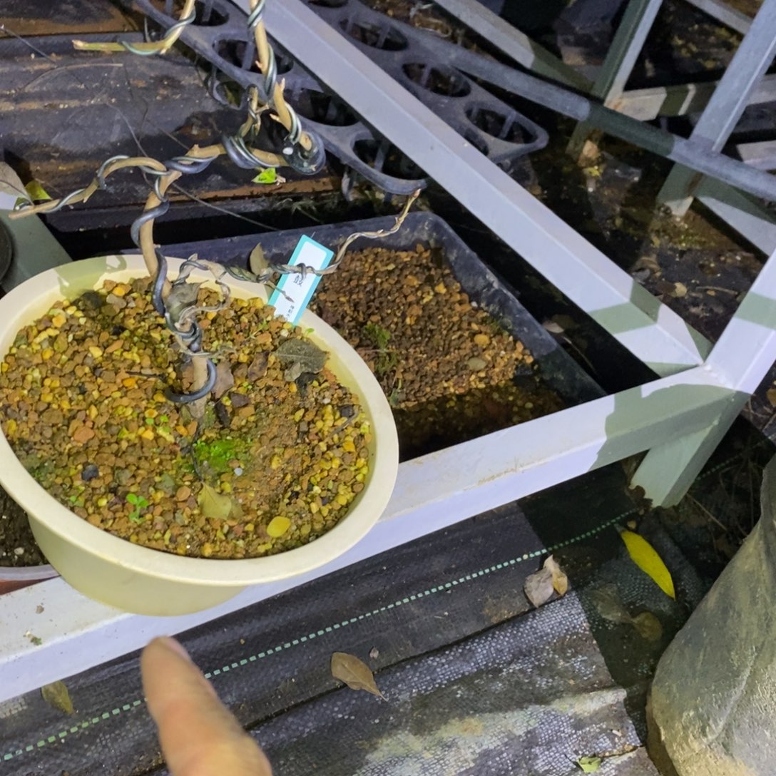 宫鼓造型小品一棵