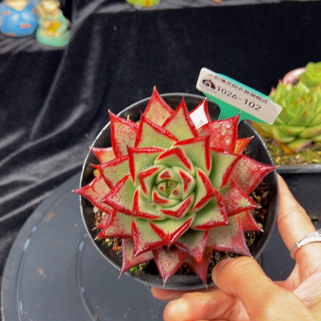 从前慢精选多肉编号1026-102