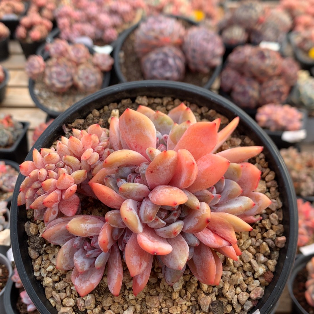 13厘米七头石榴籽星影飘枝缀 无砍 5955