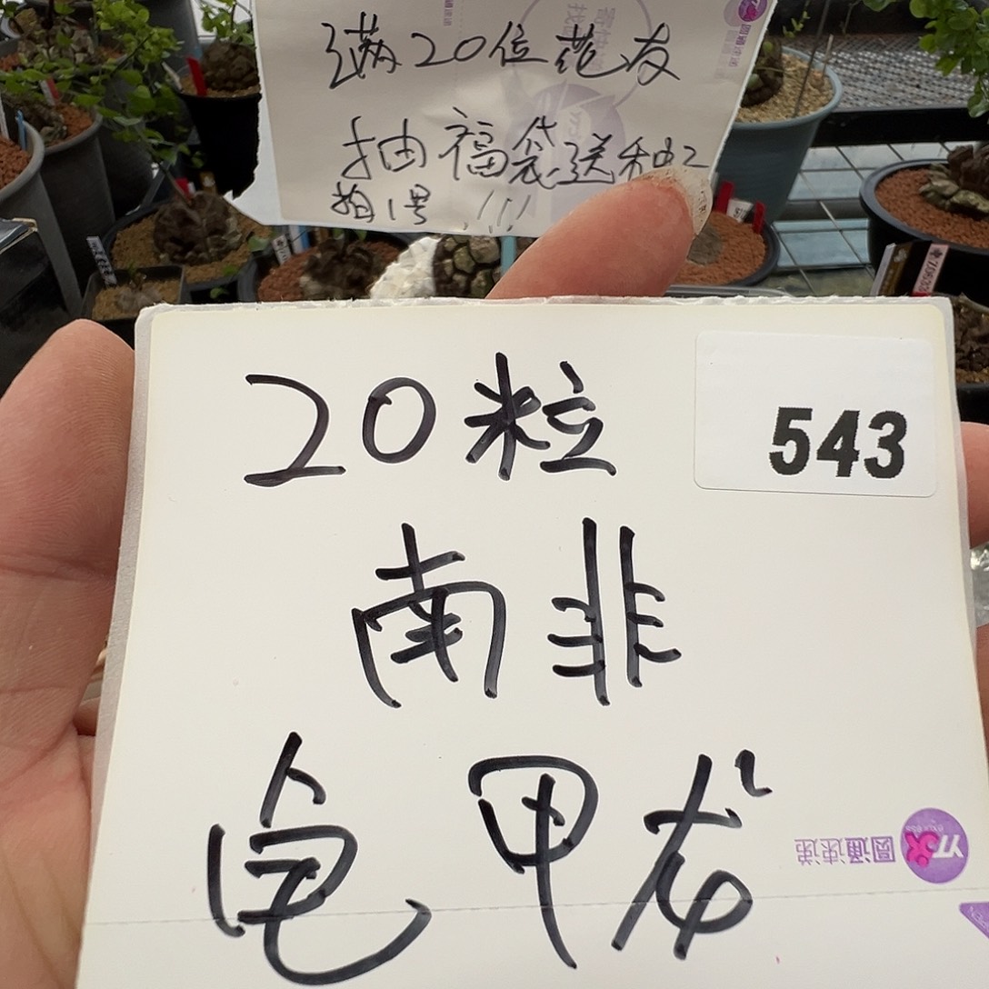 多肉植物专拍植物不退换 一物一拍 543