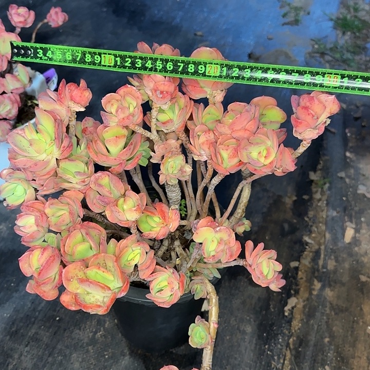火焰玫瑰081 多肉植物一物一拍