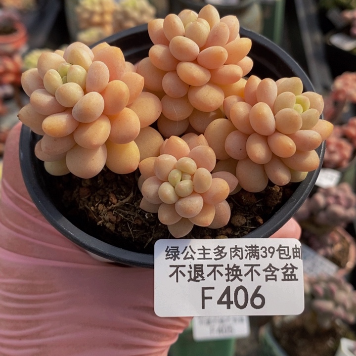 洛可可7cm406多肉