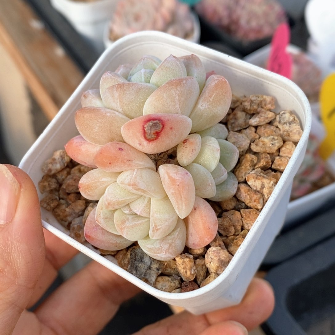 精品多肉一物一拍不包整22