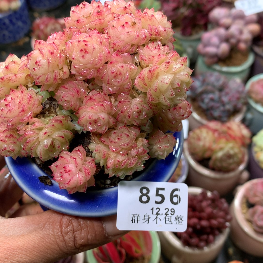 精控拇指盆12.29856