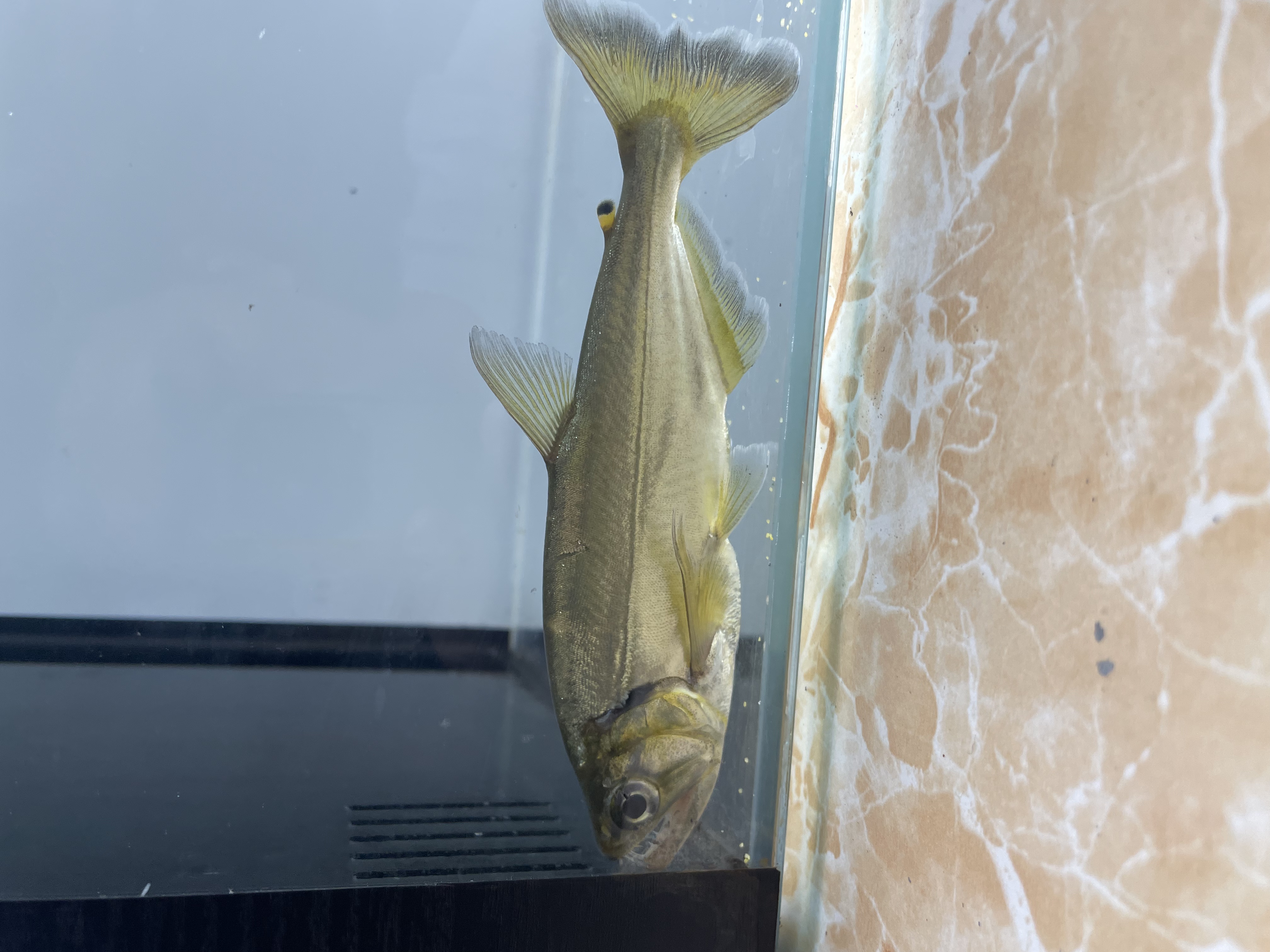 哥伦比亚巨暴牙鱼大型猛鱼热带观赏鱼