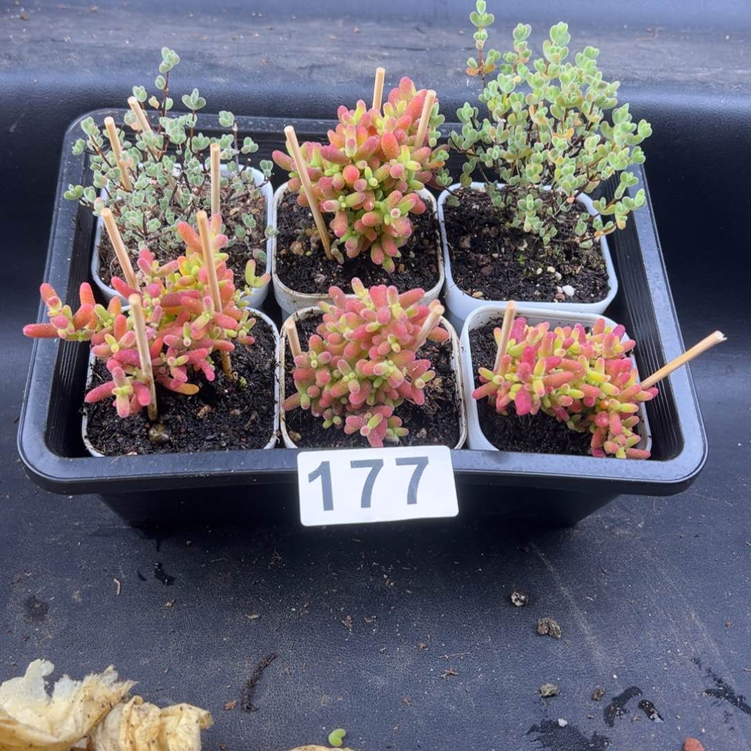 枝干番杏多肉植物177