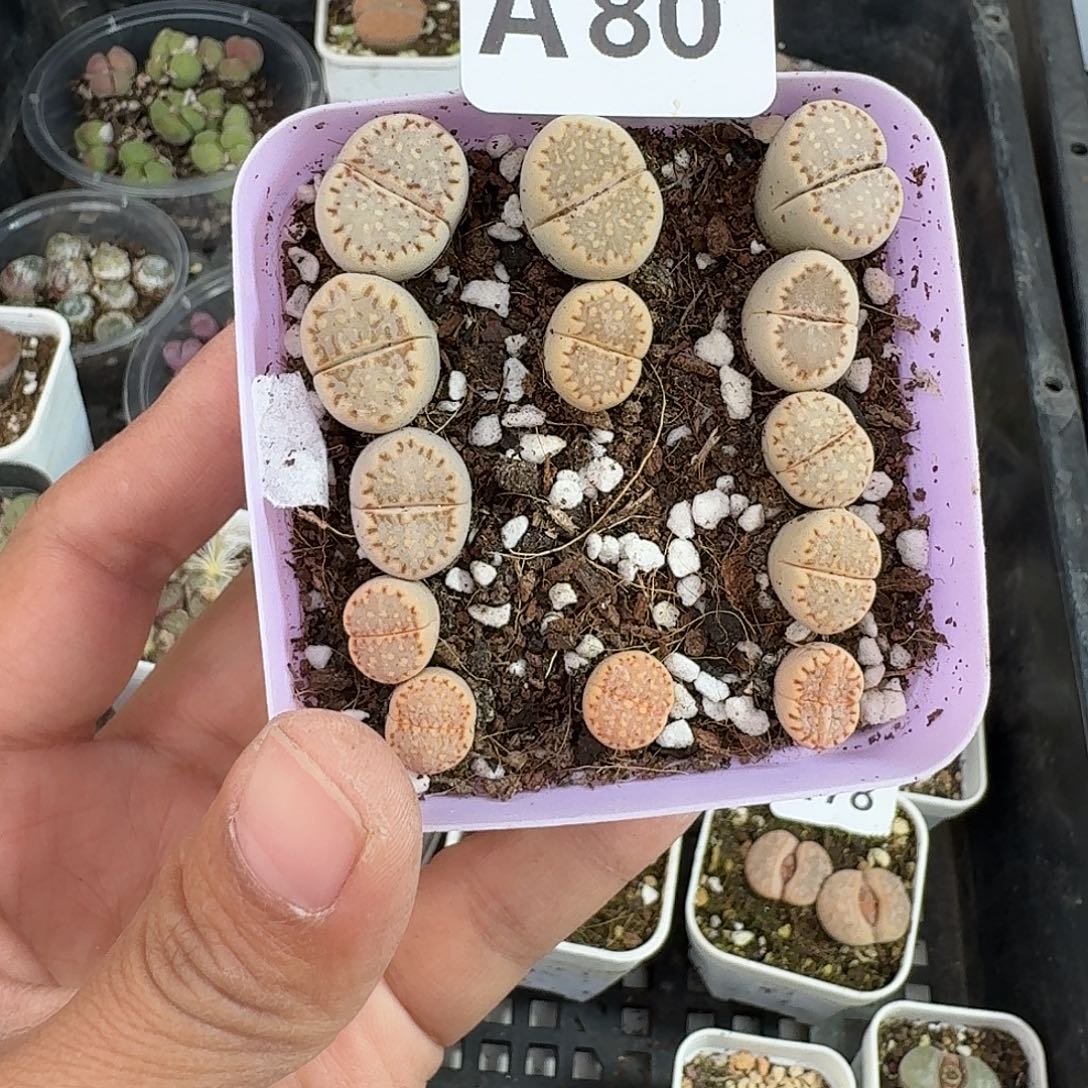 80多肉植物多肉植物