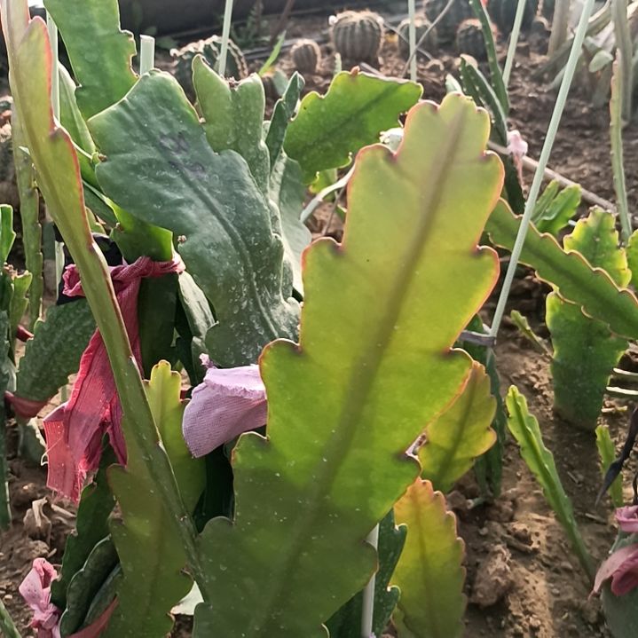 雕**光令箭何花89号