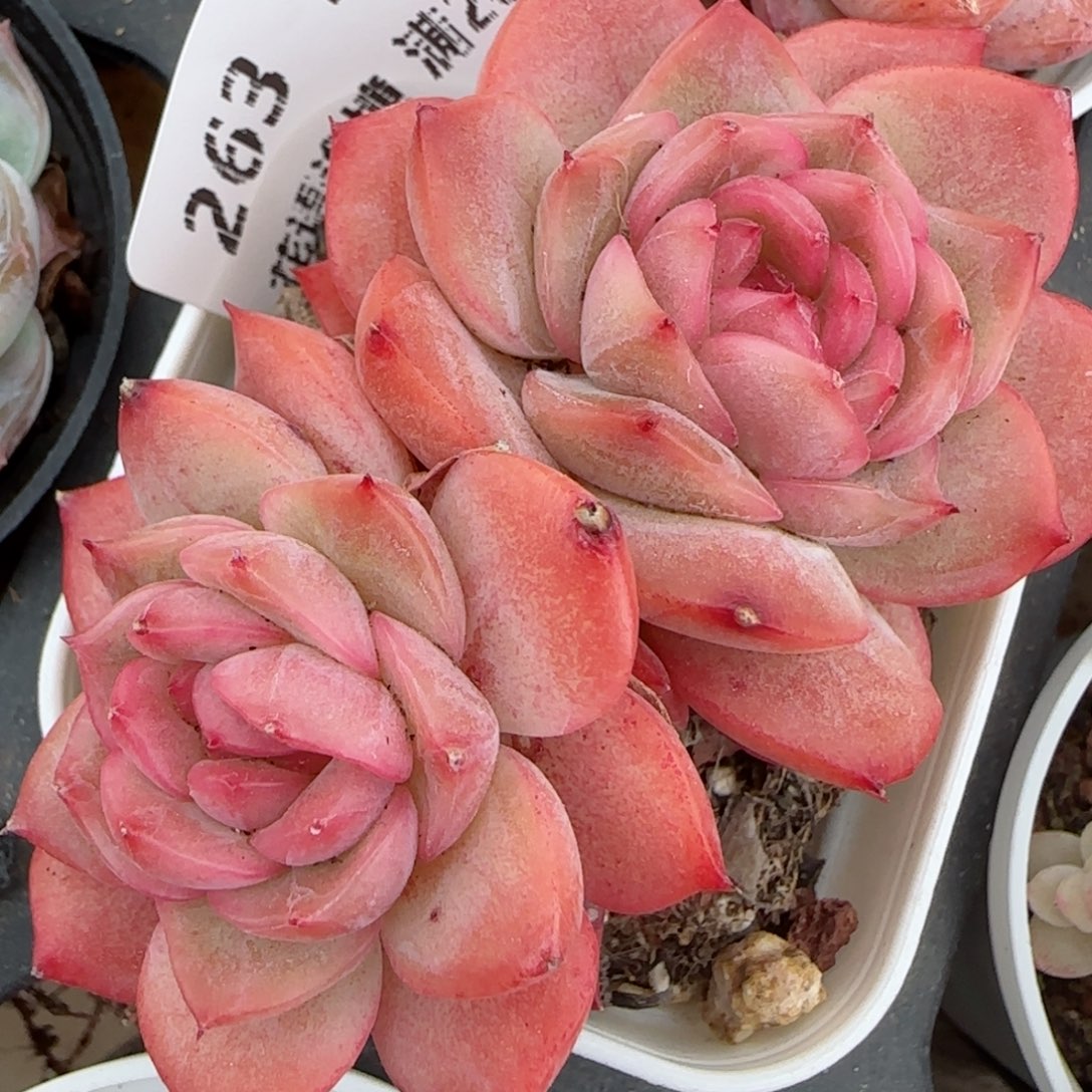 花语逸境0216-263