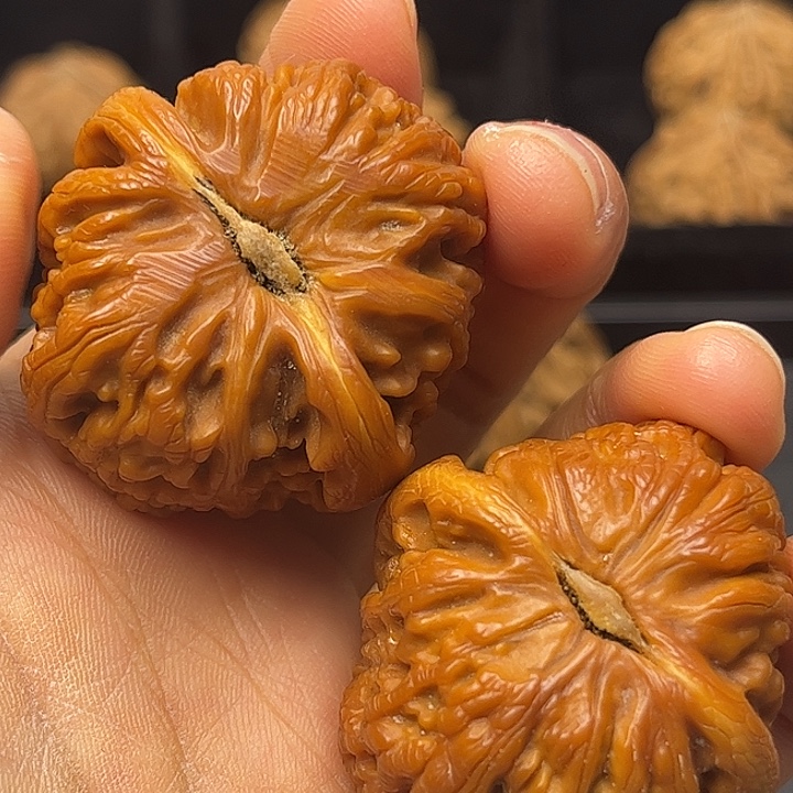 核桃秦岭突突突突突突突