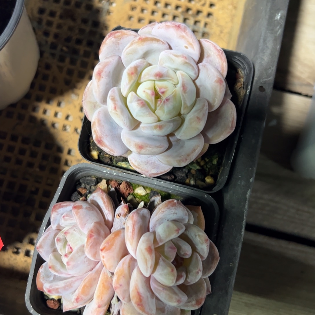 两颗包邮多肉植物