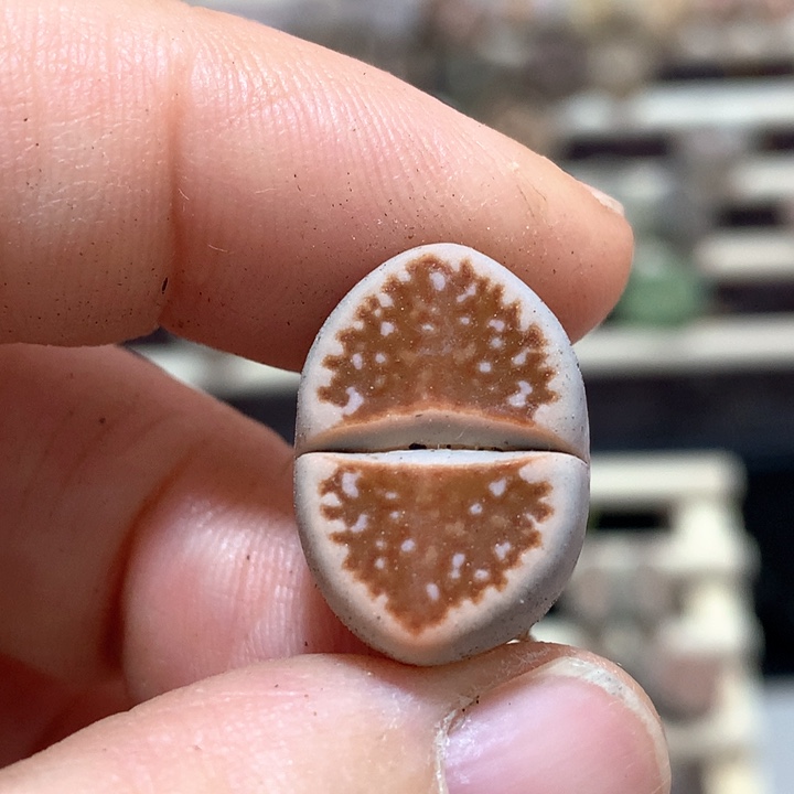 013f109r红网纹寿丽