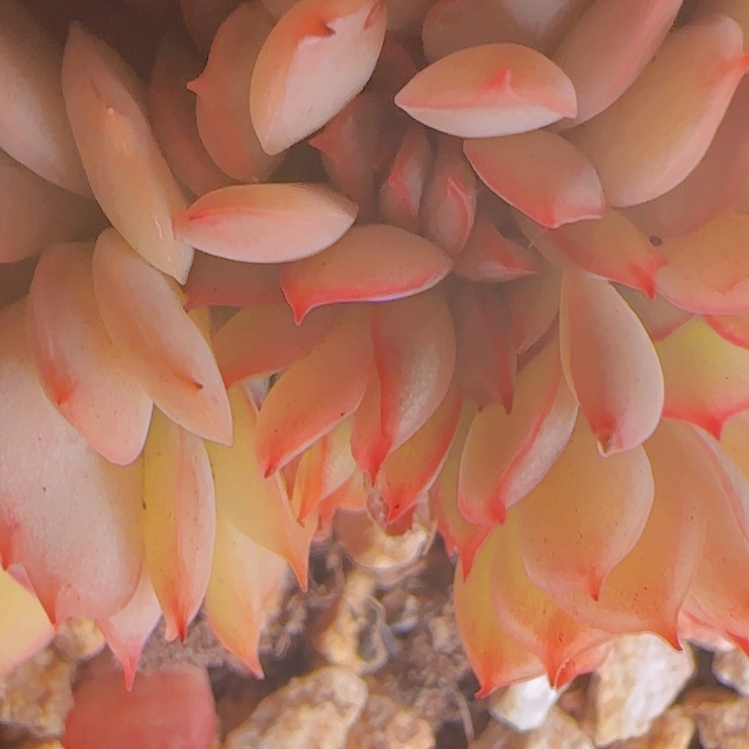 米*米豆发货11111111111111