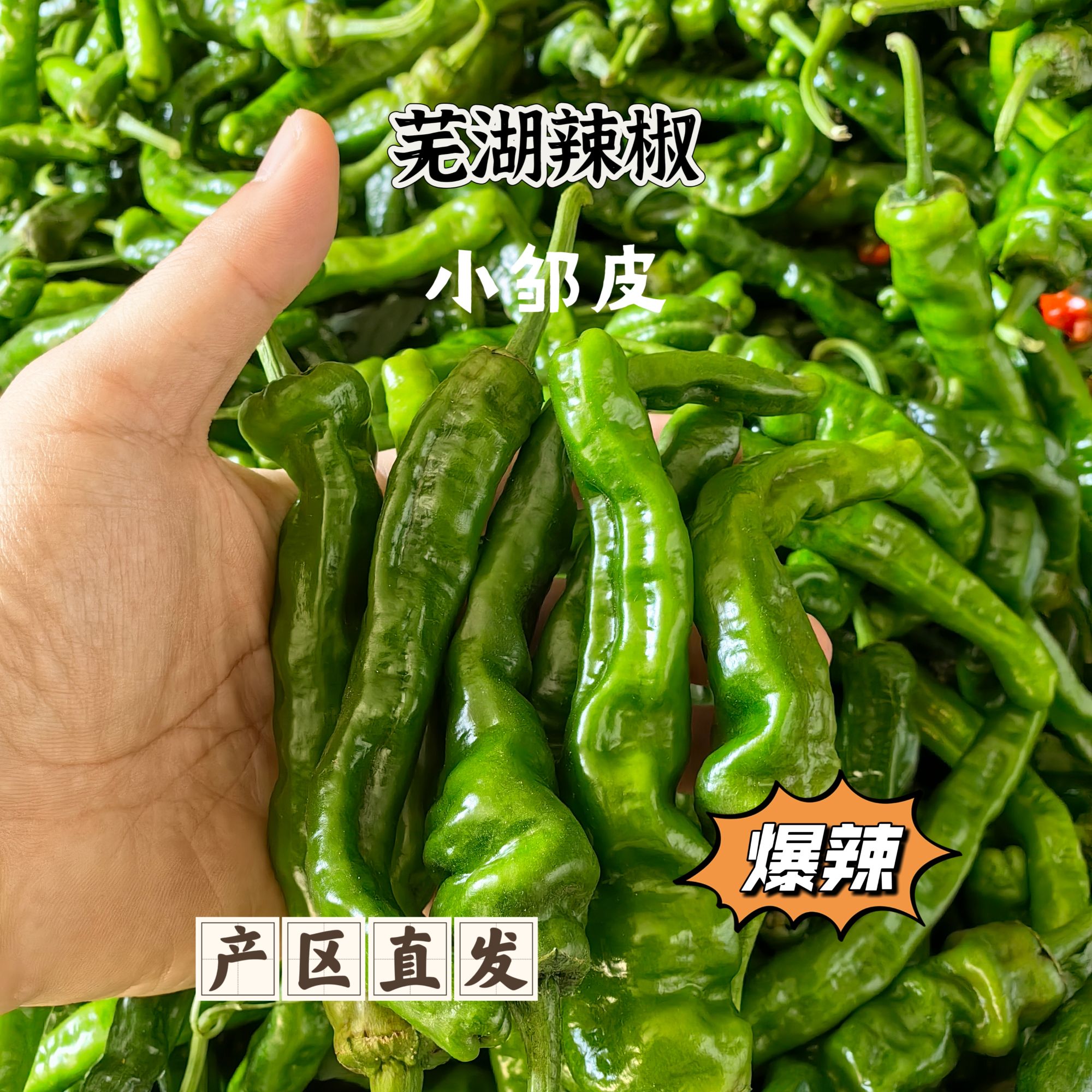 【特辣小皱皮】芜湖现采小皱皮青椒很辣特辣芜湖辣椒脆嫩皮薄味足