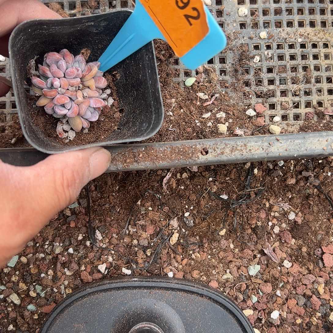 米****多肉植物一物一拍