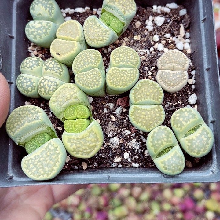 郎哥多肉生石花18-140