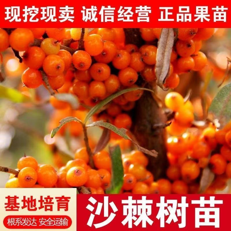 （不怕冻）俄罗斯大果沙棘树苗耐寒耐旱园艺庭院盆栽地栽南北方易活
