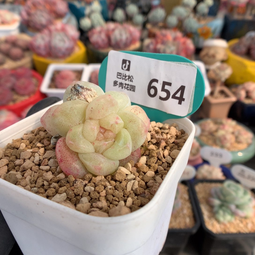 654 冰玉石化多肉