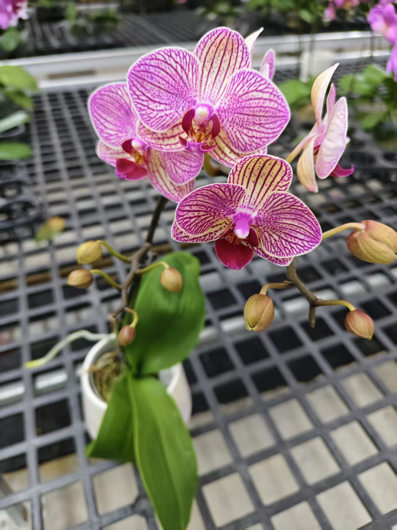 蝴蝶兰【小精灵】鲜花盆栽室内观赏花花佛山基地直发好养易活