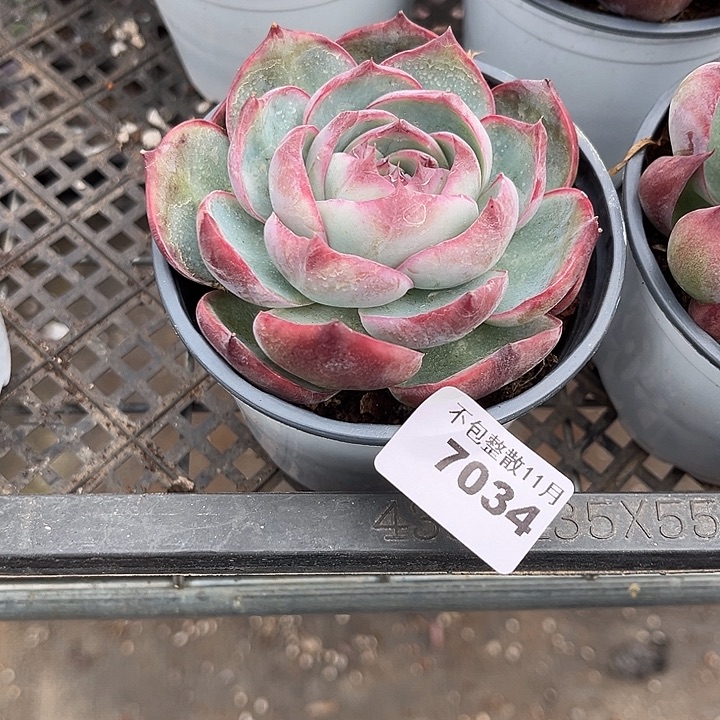 阿雅园艺。      7034惊鸿