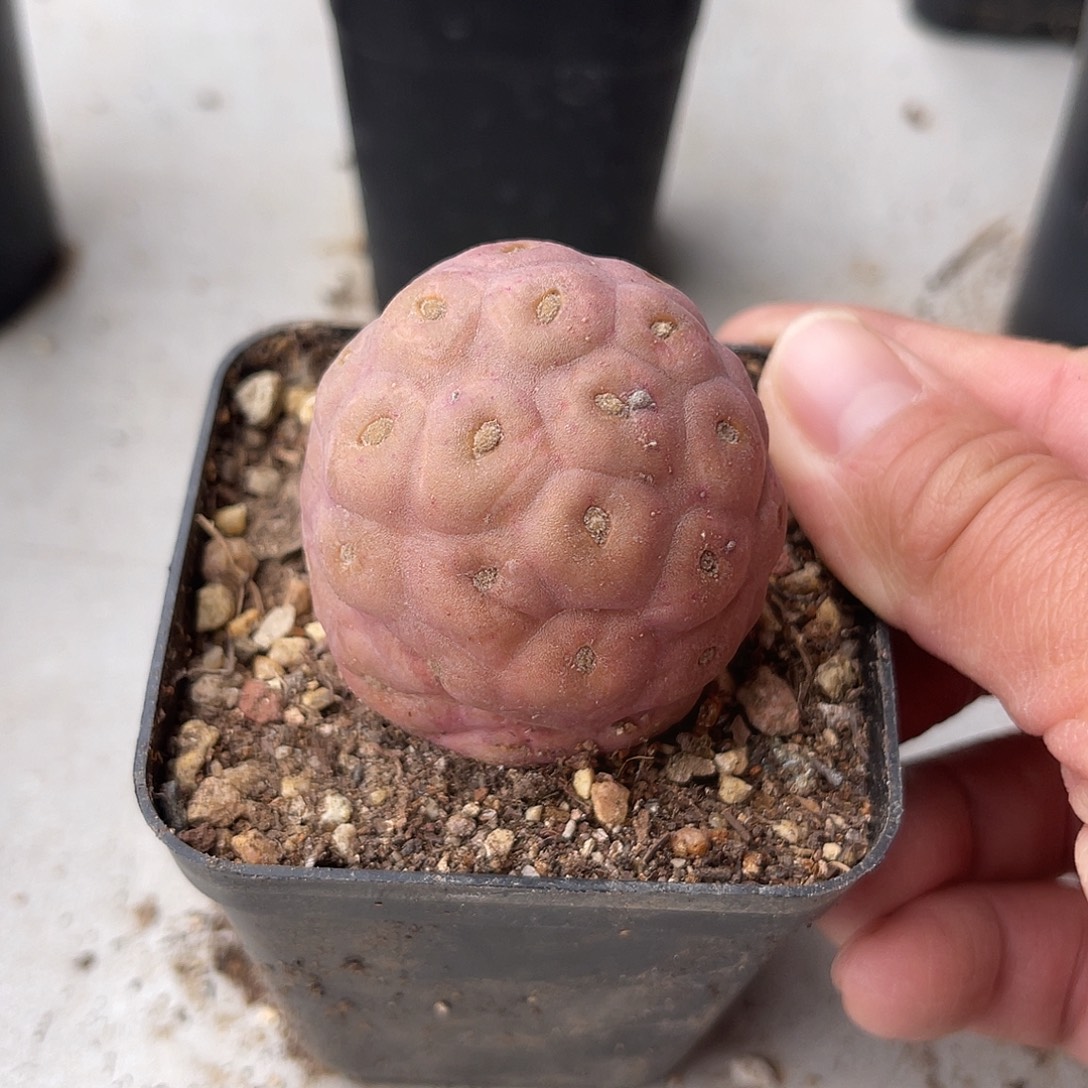 无刺习志野锦一物一拍