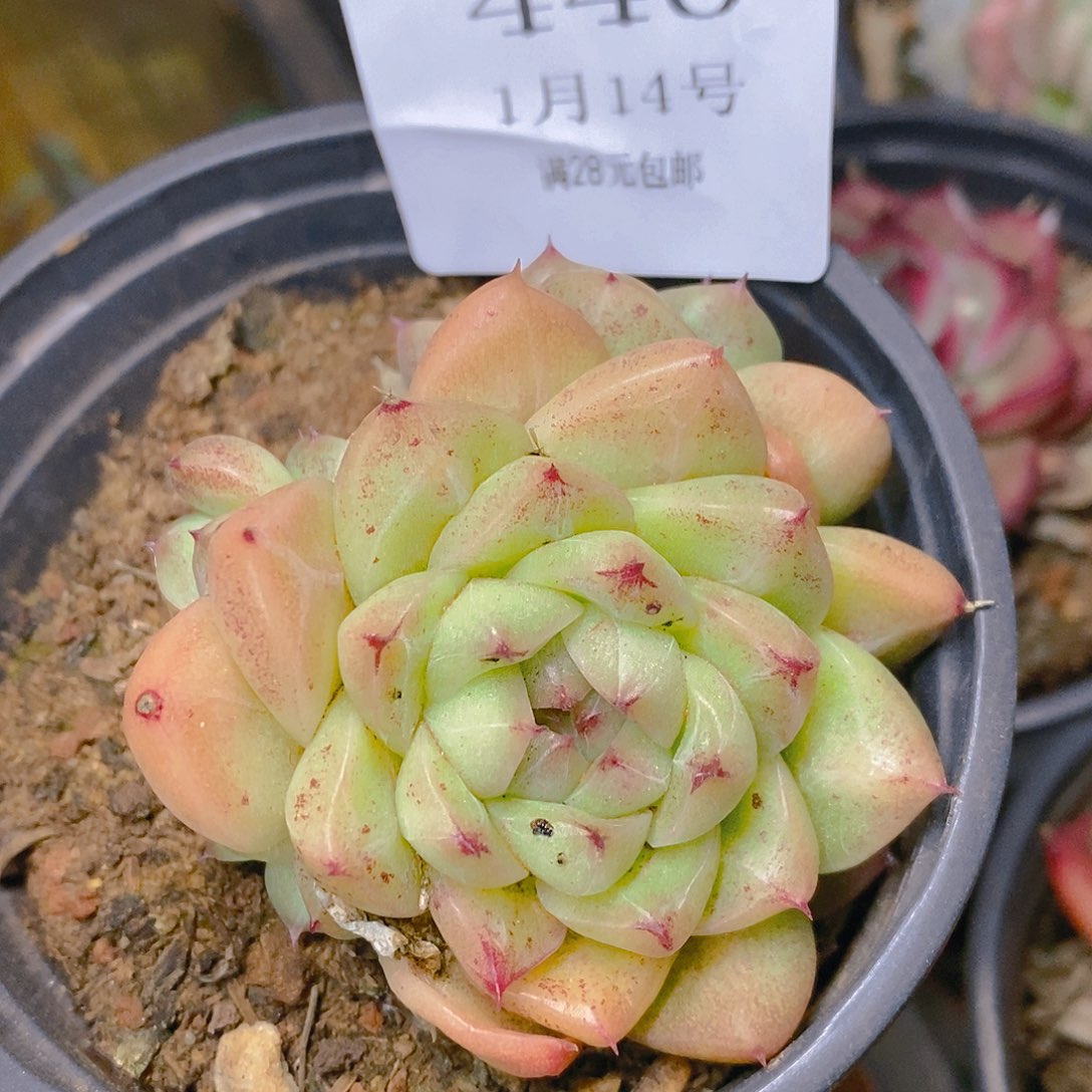 【闪购商品】云440