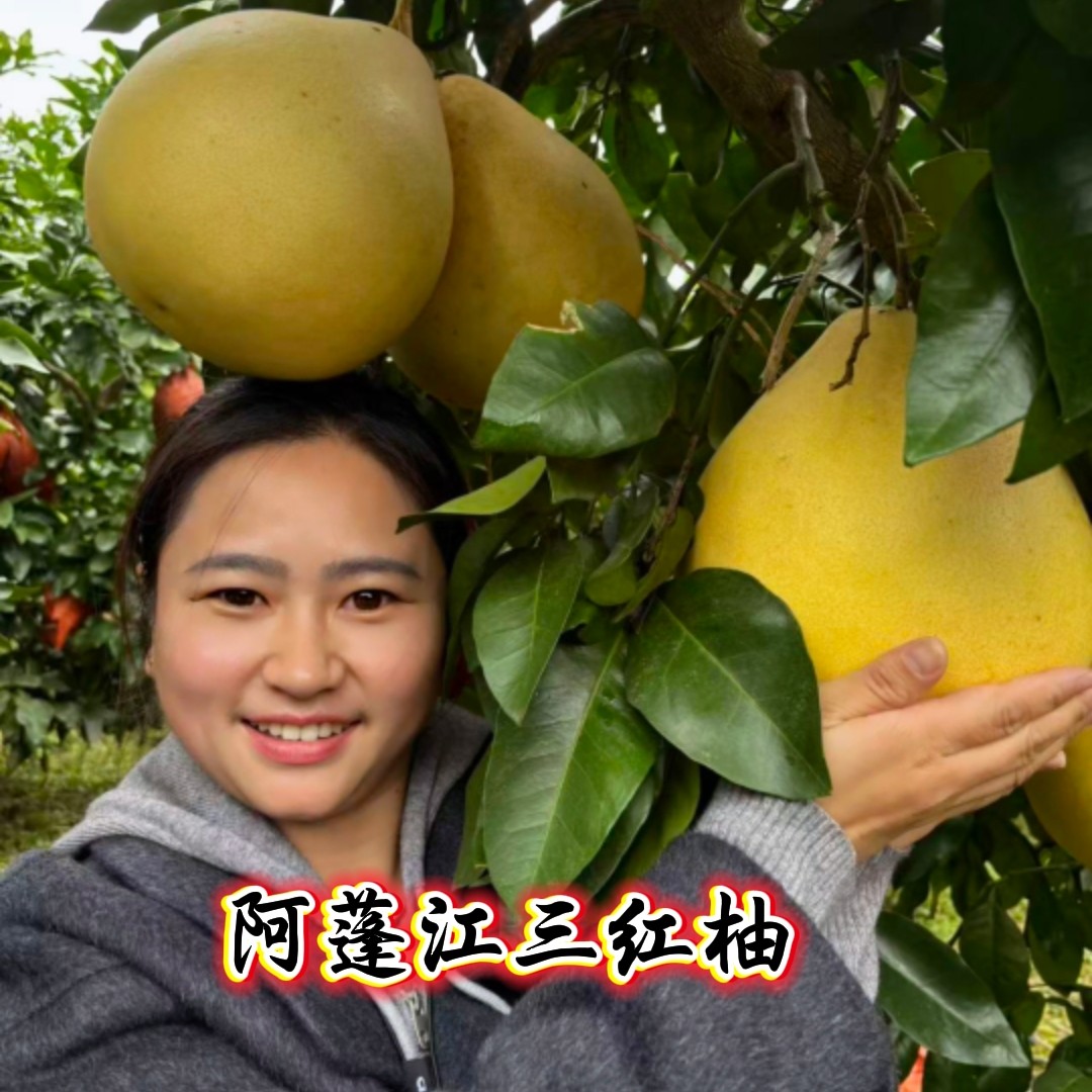 现摘现发精品蜜柚 三红蜜柚