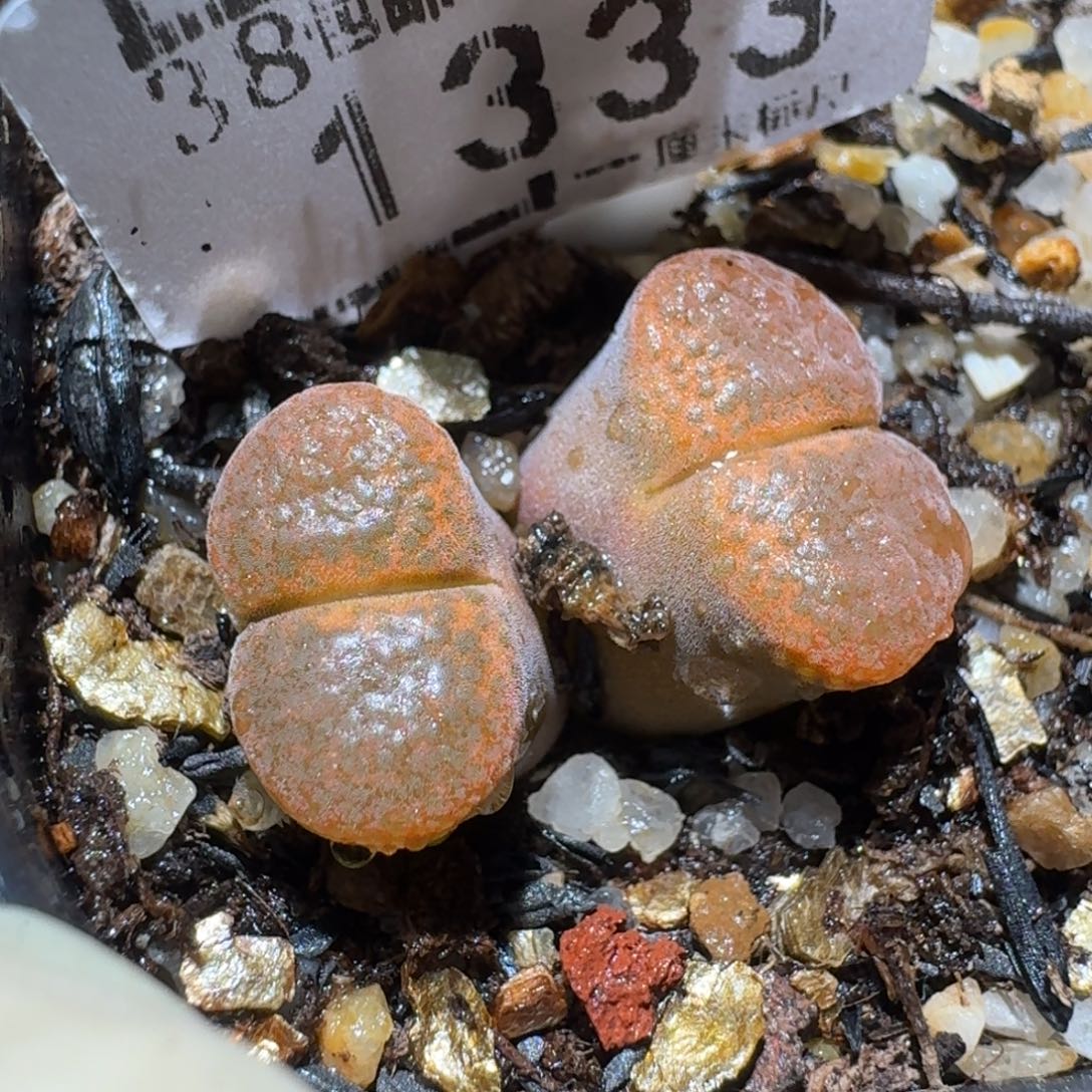 zz生石花肉锥1333