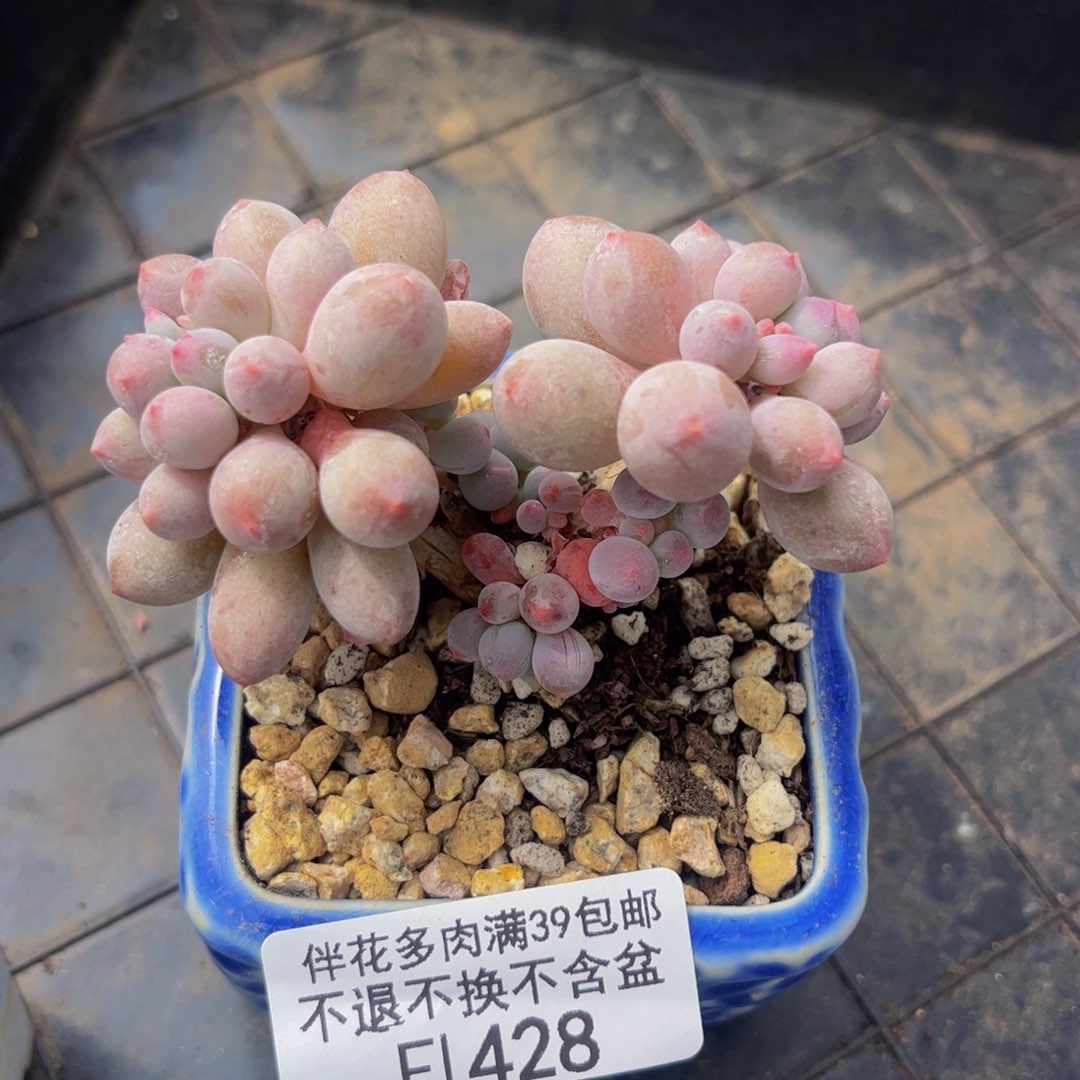 428-香水手指奶酪多肉6cm