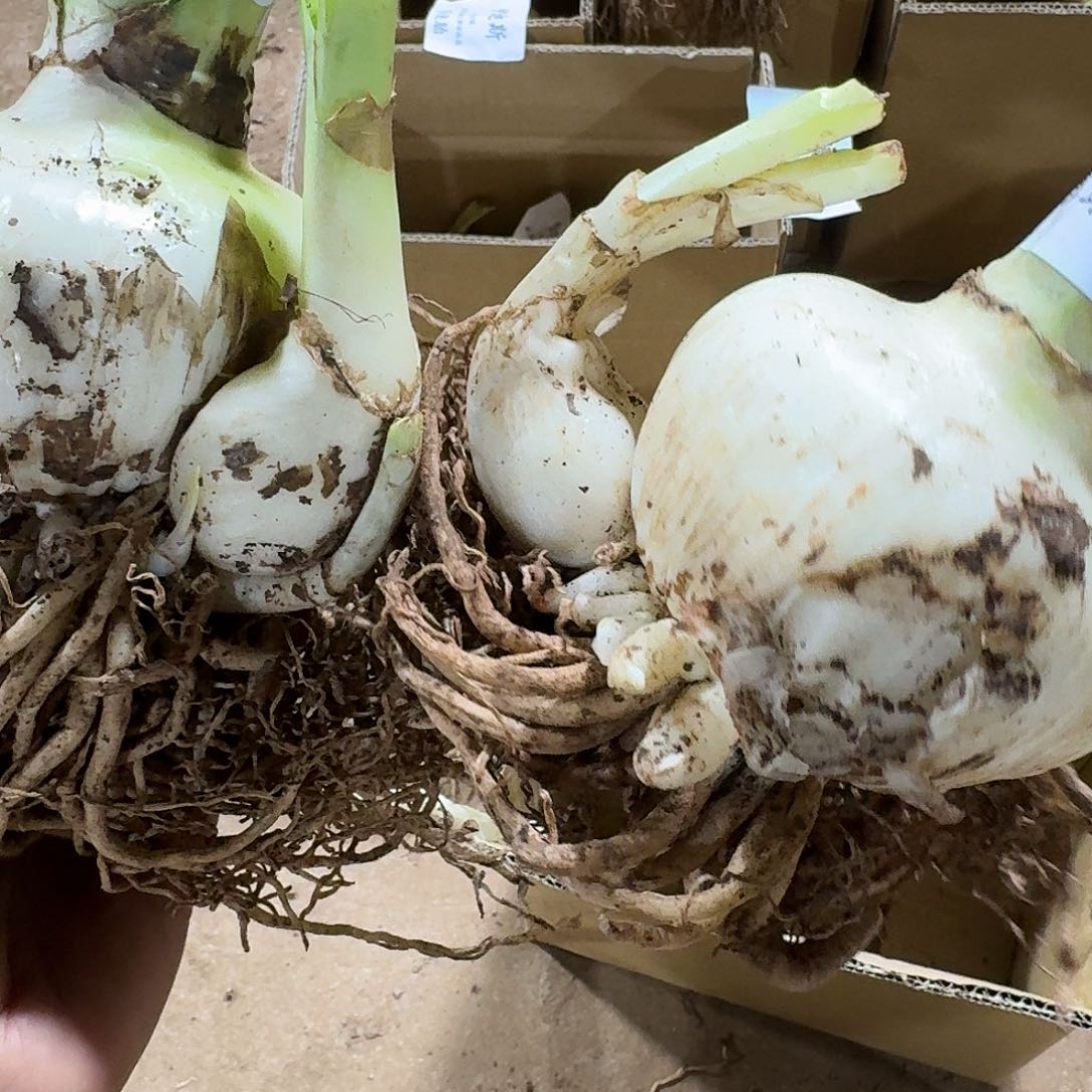 阿黛尔10+带侧残次kai hua qiu fa fa