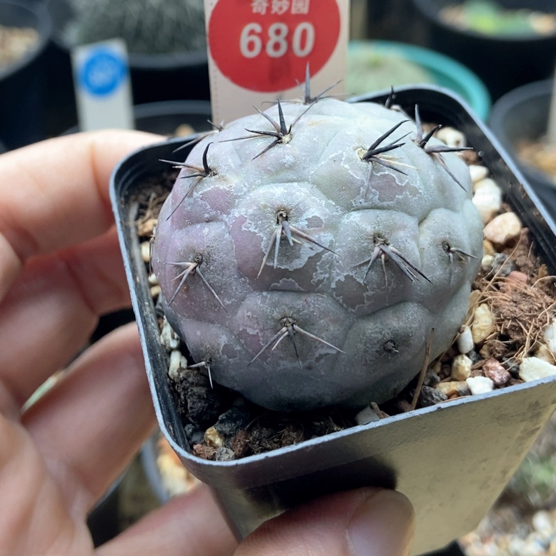 黑刺习志野4.3厘米自根