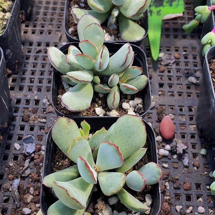 巧克力线2.8带盆方法