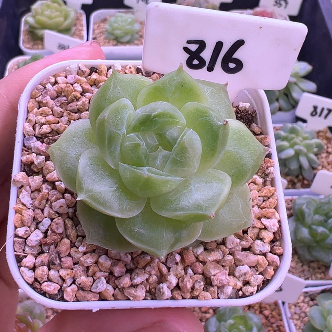 816号梨花白 晗雨多肉