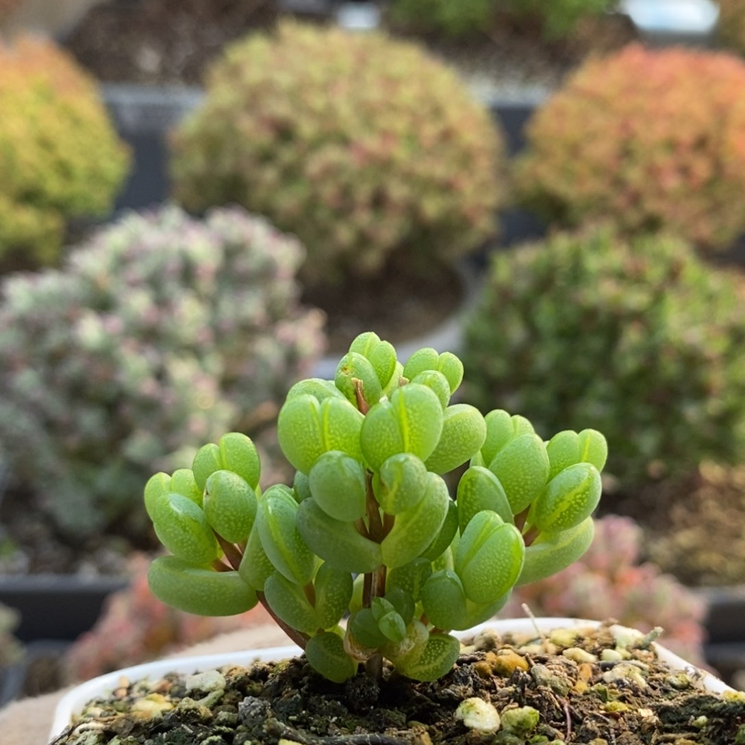 爱*己元宝6154枝干番杏