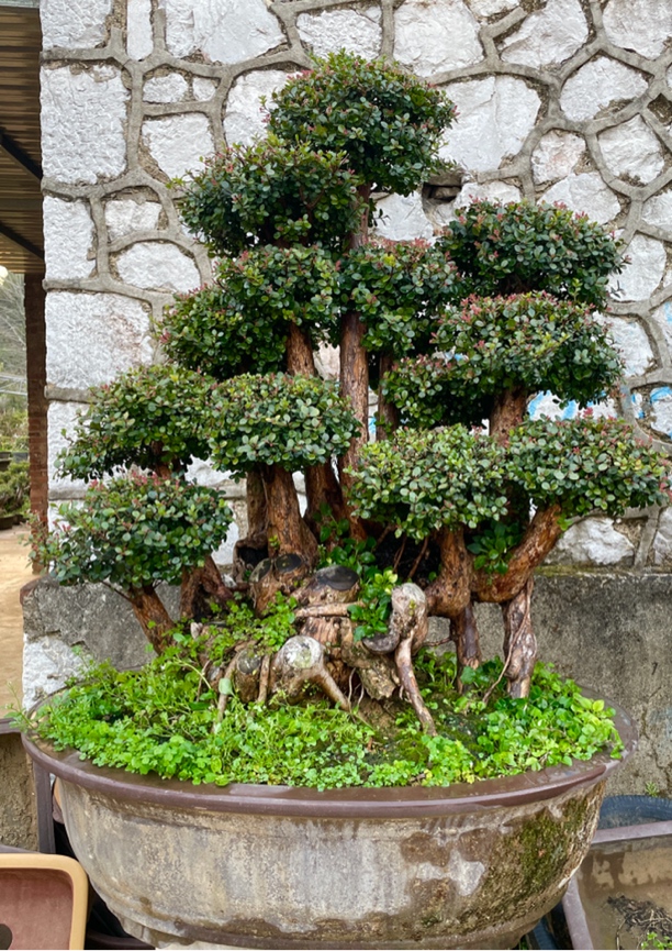 三叶红芽小叶赤楠 开花结果