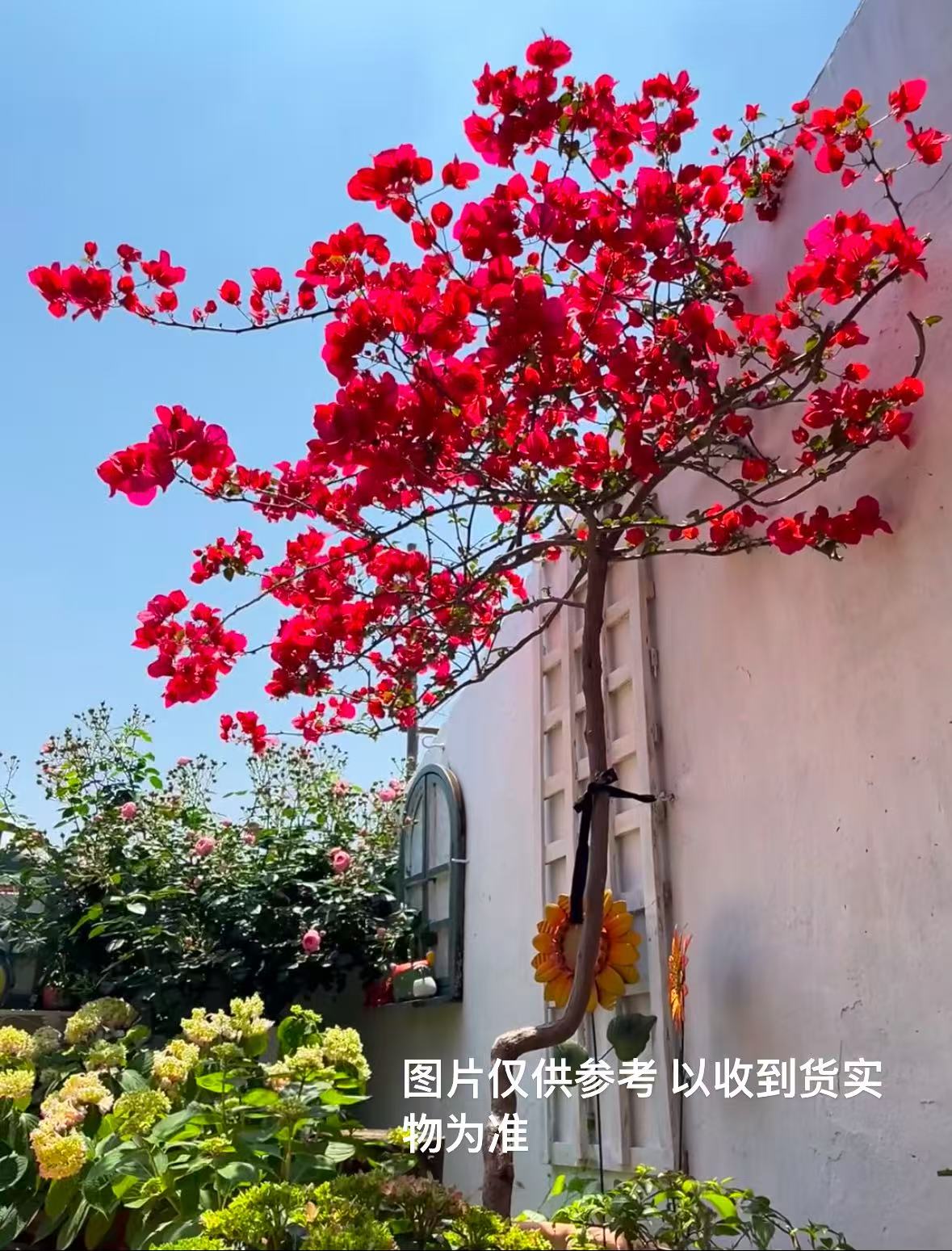 【二组】顺丰补差价链接三角梅