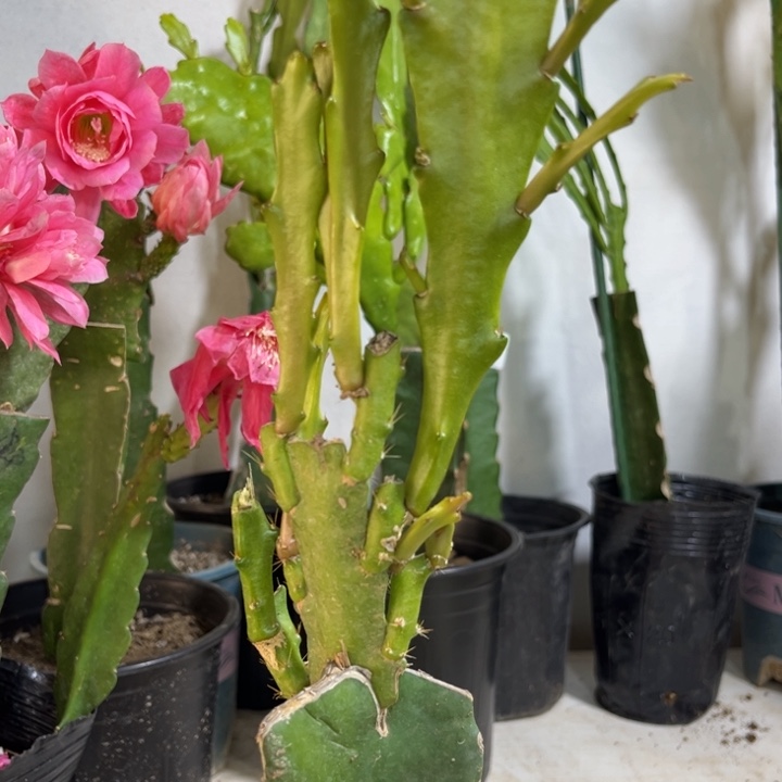当前无花栽培后可以开花236