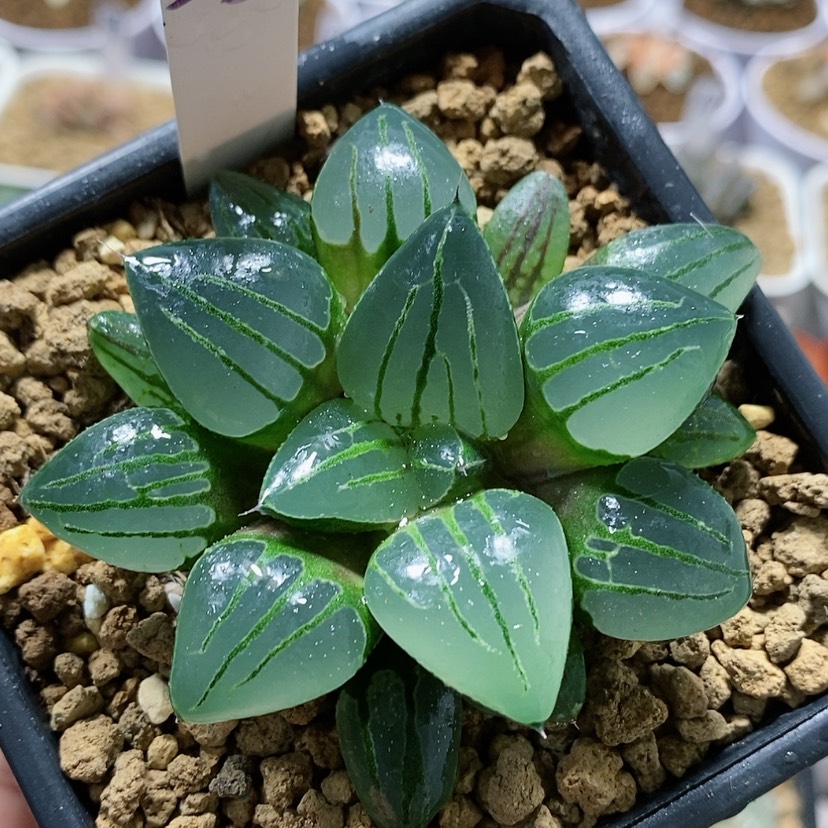 【闪购商品】23翠虎