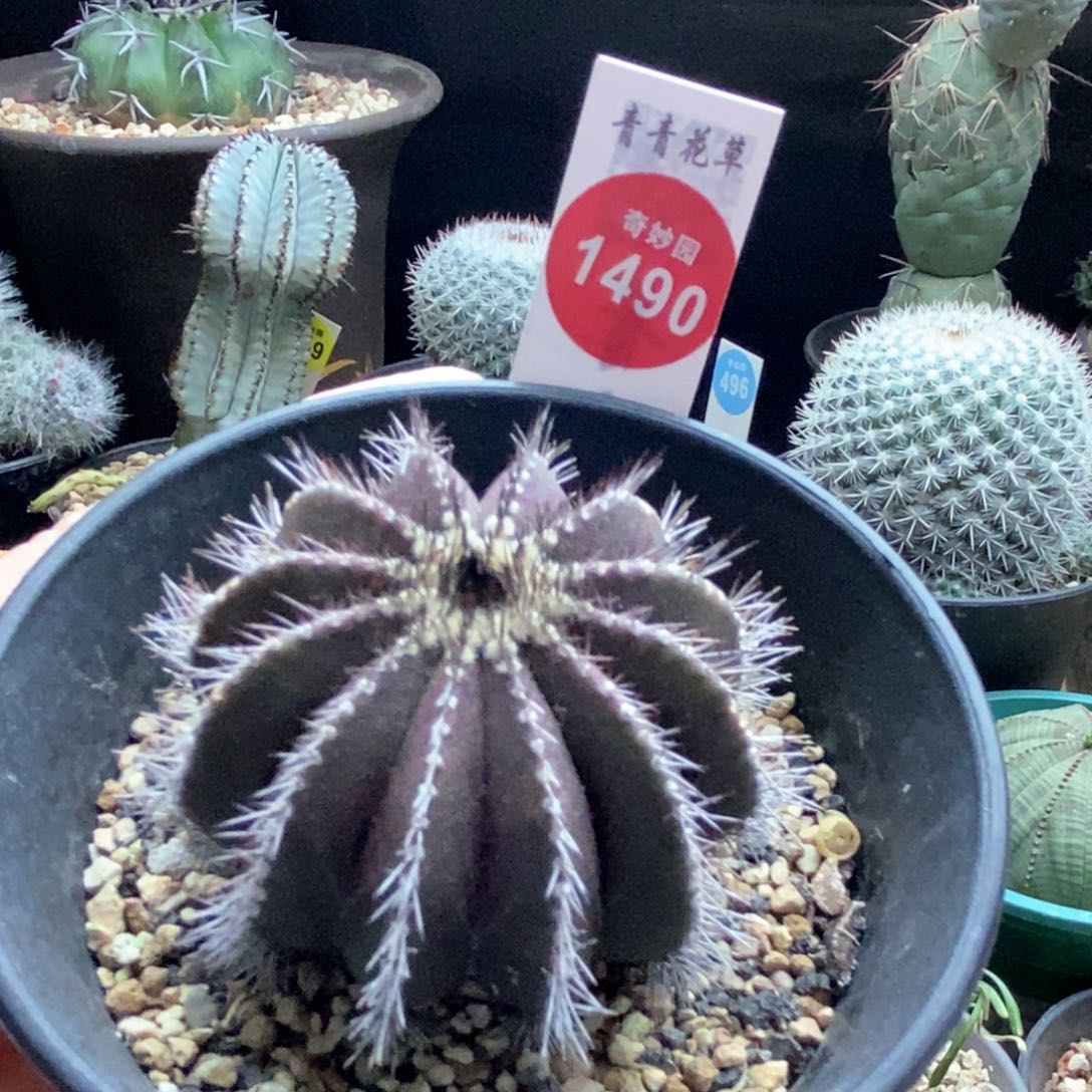 自根栉刺尤伯球5.5cm