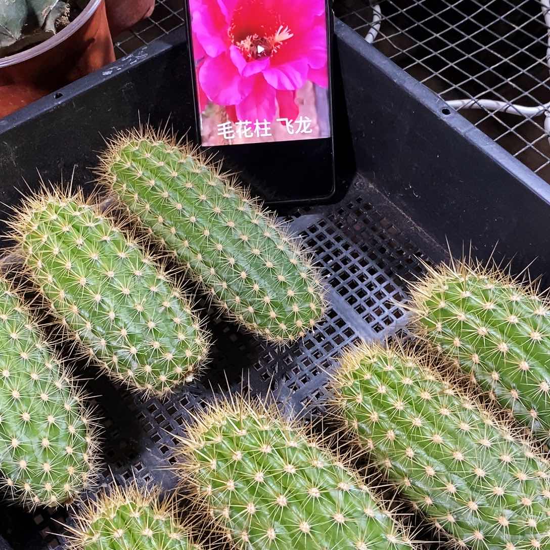 毛 飞龙/侧芽歪20包邮/11公分高