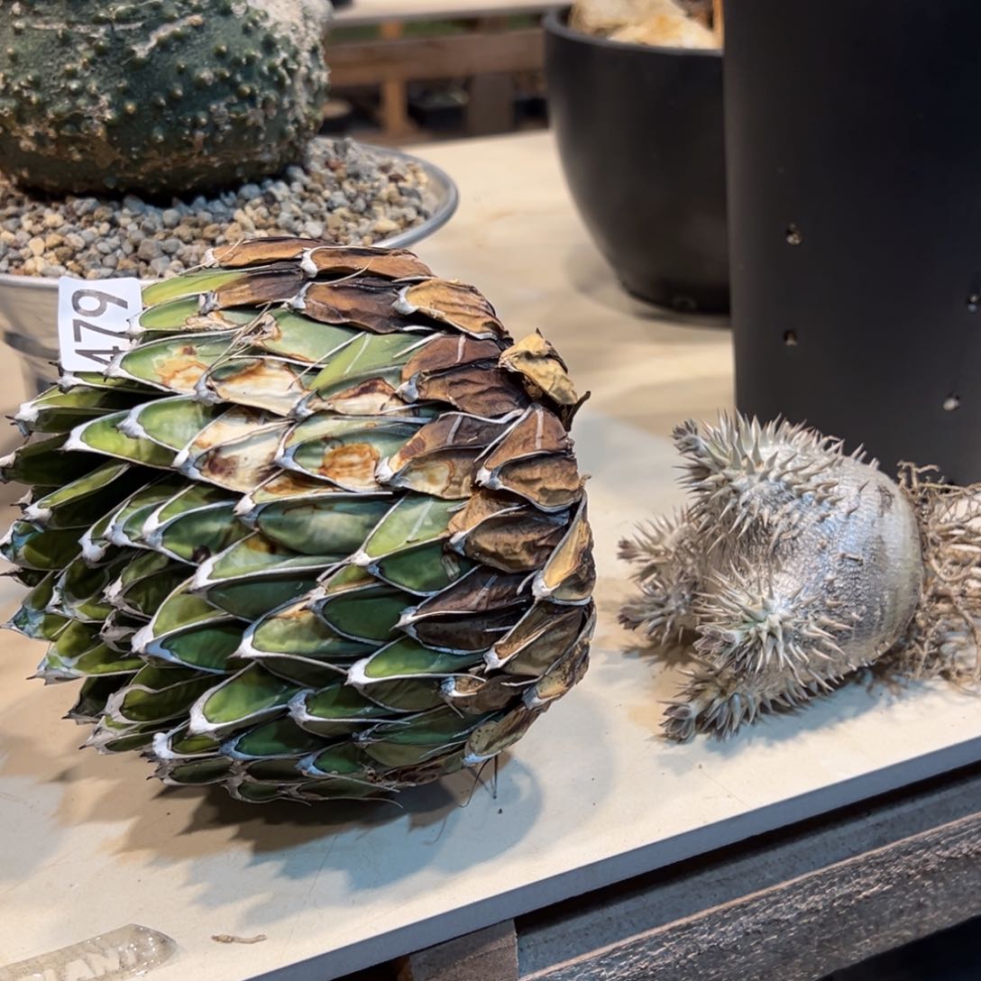 小****?479-478大黑笹之雪龙舌兰植物脱土发货