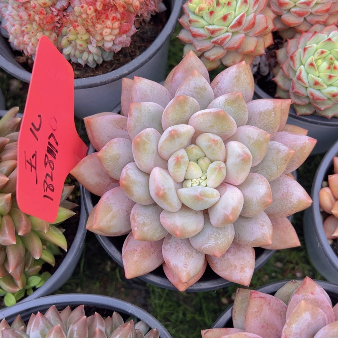 香玉的故事是一个人的故事