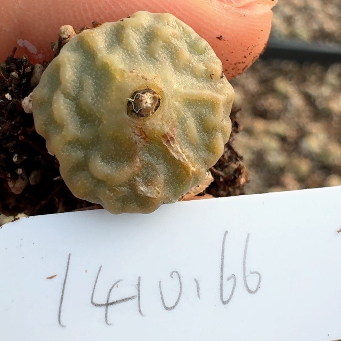 1078烧麦编号000000000000