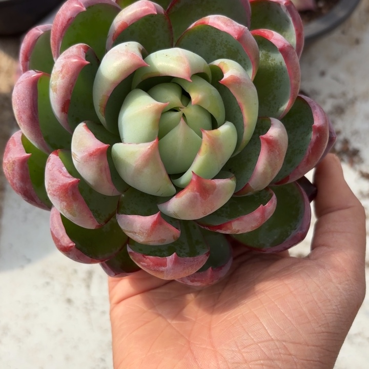 834风格国家教委的v回家