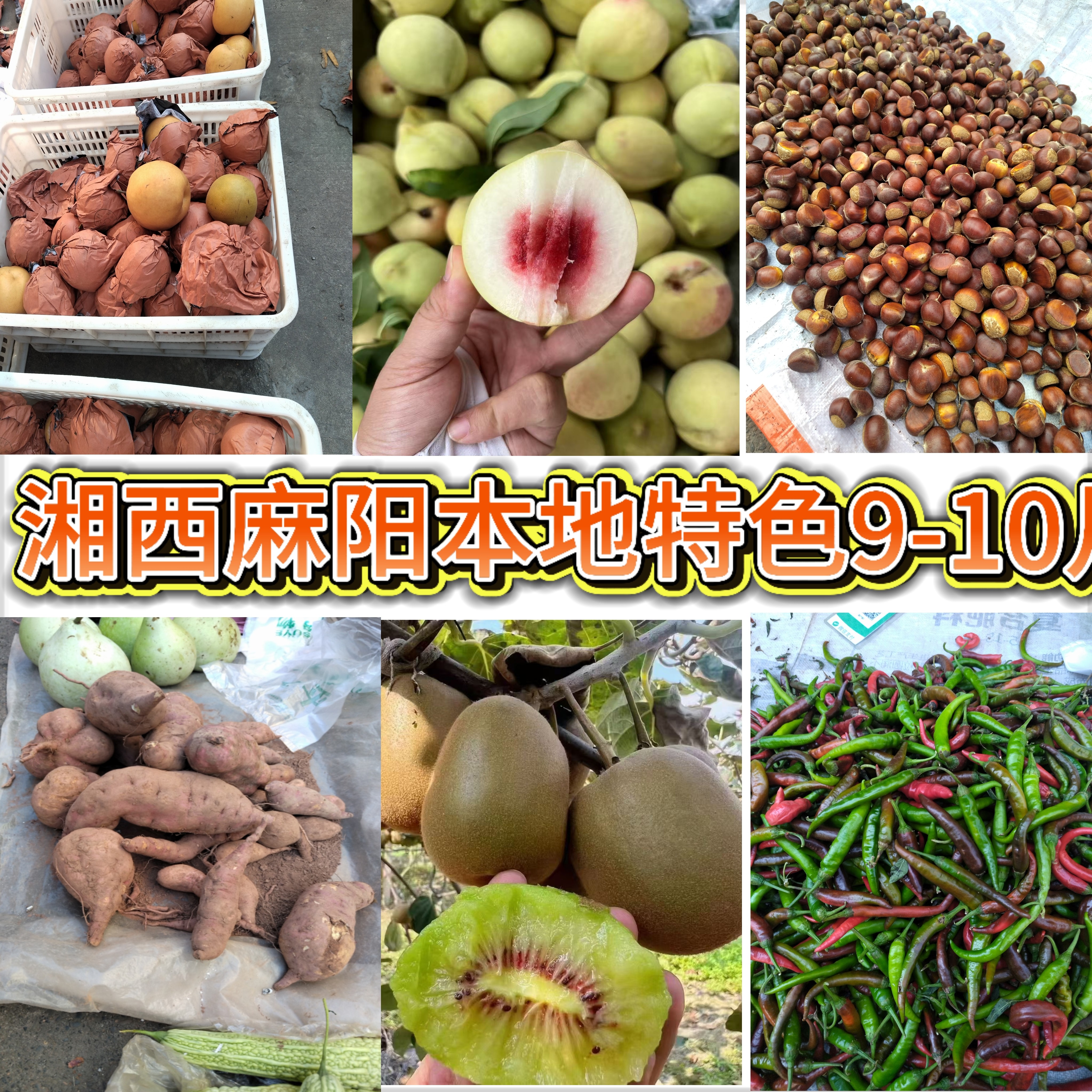 【直播赶集代购本地应季蔬菜水果】湖南湘西麻阳农家应季蔬菜新鲜