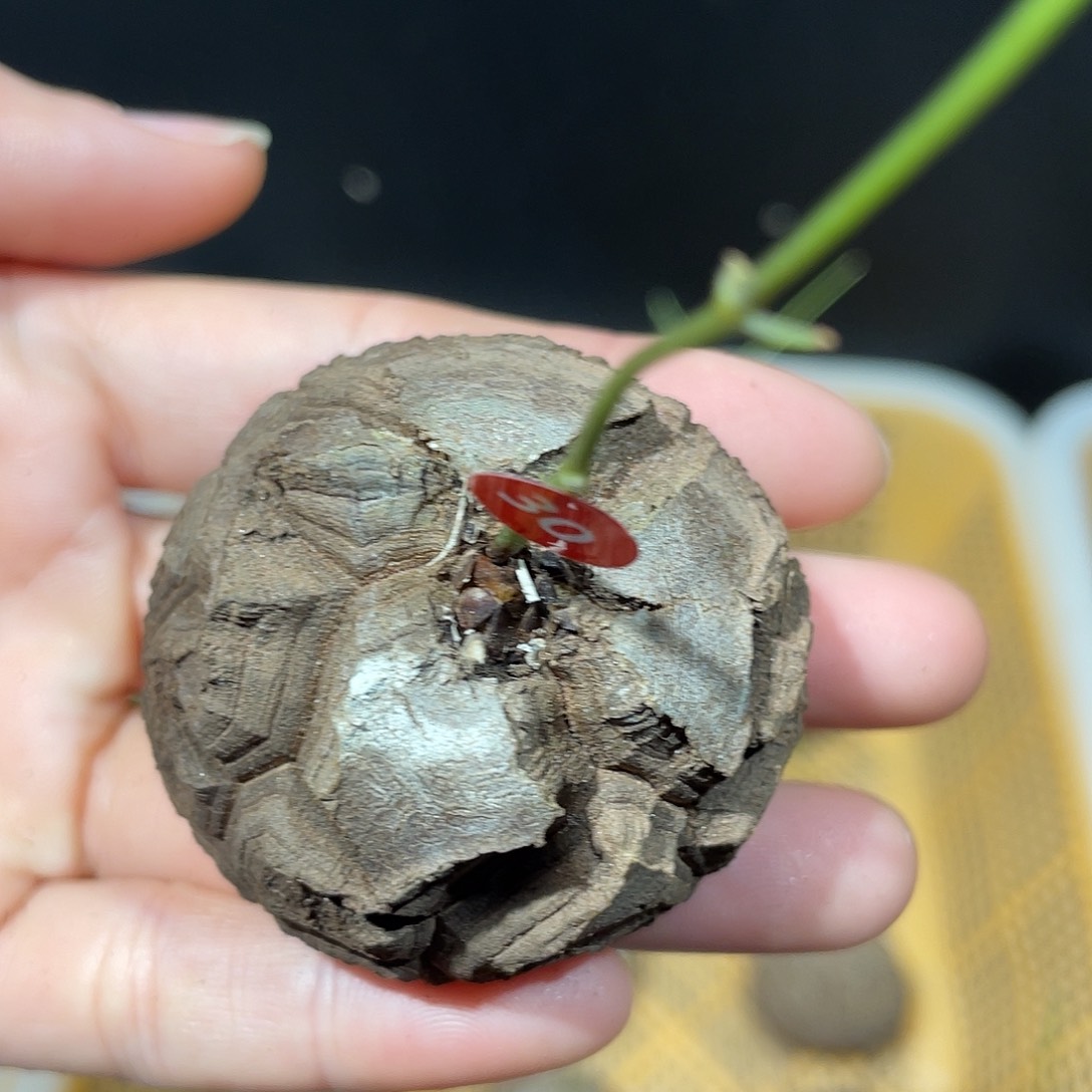 龟甲龙直接发货好发根