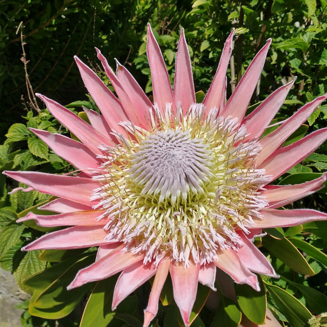 粉色帝王花不带花苞